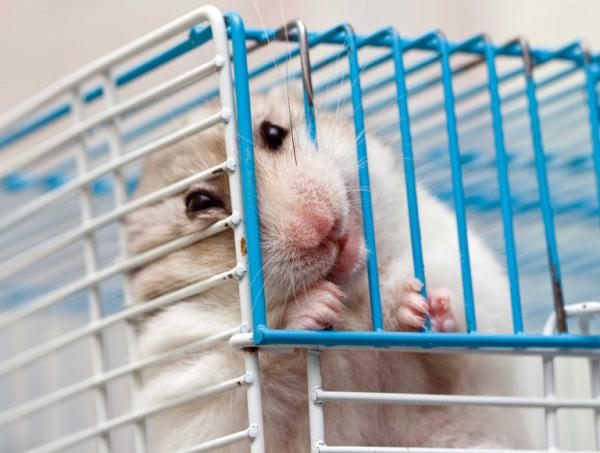10 Stressin oireita hamsterissa - Stressin oireita hamsterissa 