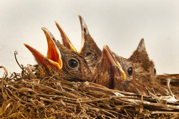 Papillerojen ruokinta ja hoito vaihe vaiheelta - Papillero -linnun hoito