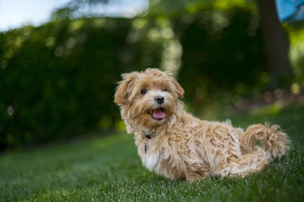 Pienet koirat ihanteellinen lapsille - Maltipoo