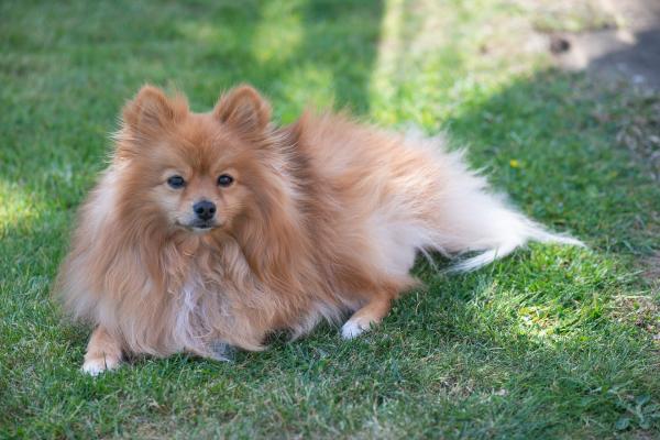 Pienet koirat ihanteelliset lapsille - Pomeranian