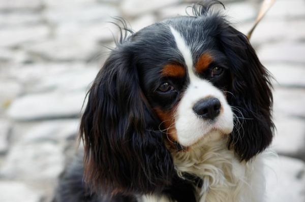 Pienet koirat ihanteelliset lapsille - Cavalier King Charles Spaniel