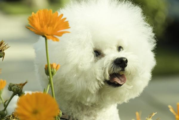 Pienet koirat ihanteelliset lapsille - Bichon frize