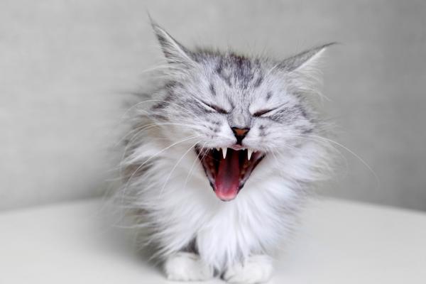 Keuhkoputkentulehdus kissoilla - Oireet, syyt ja hoito - Krooninen keuhkoputkentulehdus kissoilla