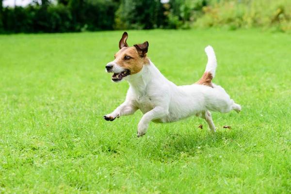 20 koiran rotua, jotka pitävät asunnossa - 9. Jack Russelin terrieri