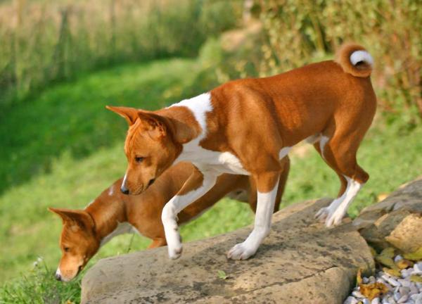 20 koiran rotua, jotka pitävät asunnossa - 11. Basenji