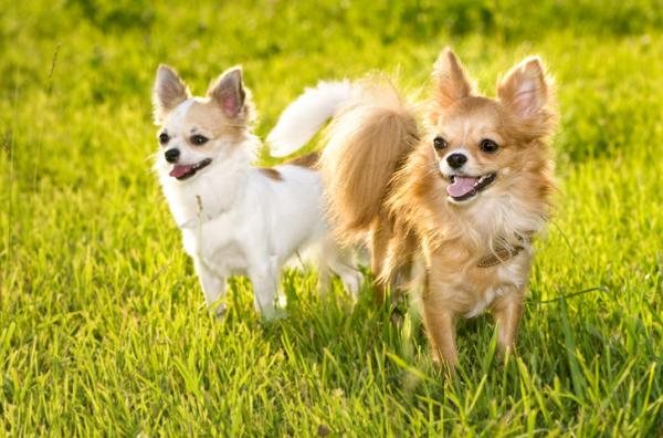 20 koiran rotua, jotka asunnossa - 1. Chihuahua