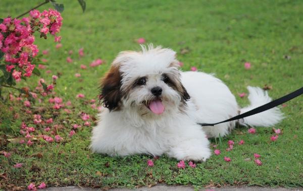 Asunnossa 20 koirarotua - 17. Lhasa Apso