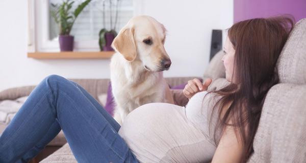 Valmista koirani vauvan saapumista varten - Valmista koirasi elämäntapamuutoksiin