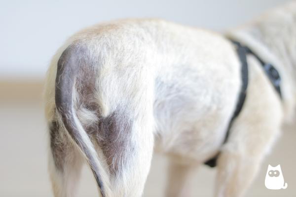 Koirien hiustenlähtö - Syyt ja hoito - Koirien hiustenlähtö hormonaalisten häiriöiden vuoksi