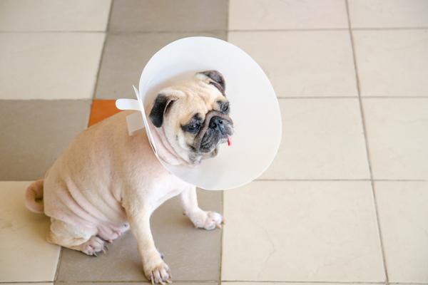 Koiran kastraatio - Hinta, leikkauksen jälkeiset seuraukset ja hyödyt - Koiran kastraatio: leikkauksen jälkeinen