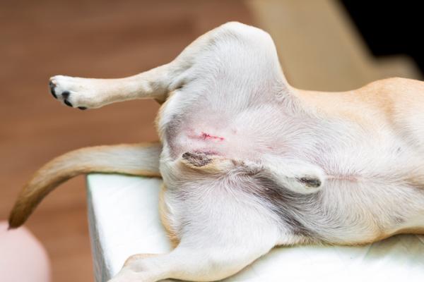 Koiran kastraatio - Hinta, leikkauksen jälkeiset seuraukset ja hyödyt - Koirien kastraatio 