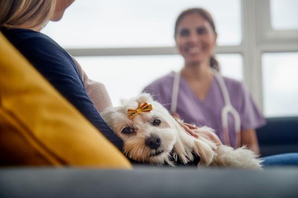 Koiran kastraatio - Hinta, leikkauksen jälkeiset seuraukset ja hyödyt - Onko aggressiivisen koiran sterilointi suositeltavaa?