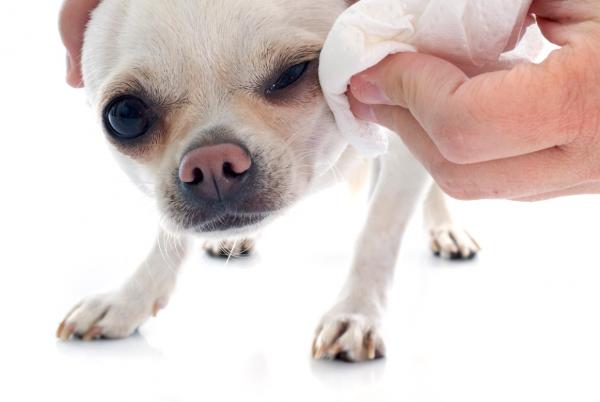 Temppuja koirien kyynelkanavan tahrojen poistamiseen - Tuotteet koiran tumman kyyneleen poistamiseksi