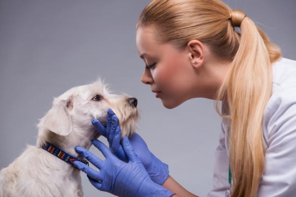 Temppuja kyyneleiden poistamiseksi koirilta - Mitkä ovat kyyneltahrojen syyt?