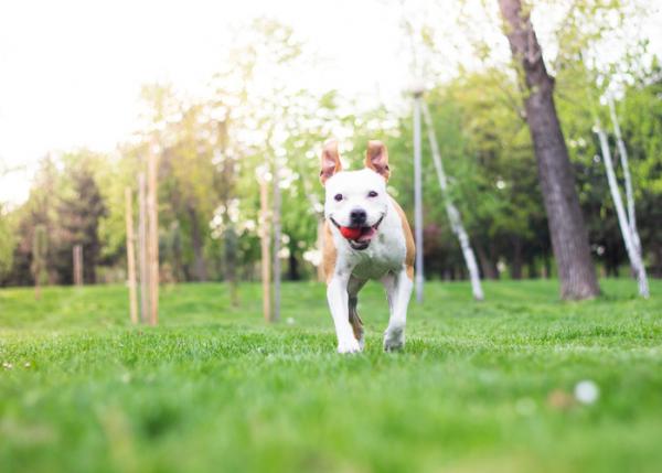 5 harjoitusta pitbull -koirille - 2. Pallo ja fresbee