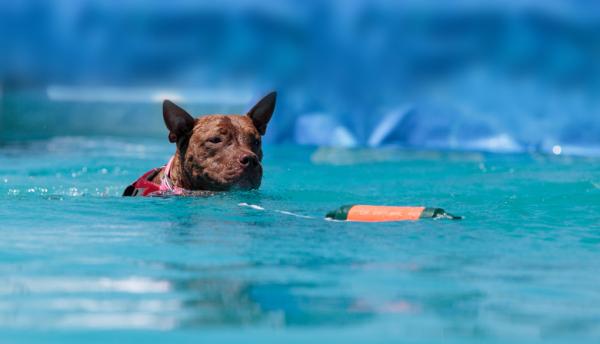 5 harjoitusta pitbull -koirille - 4. Uinti