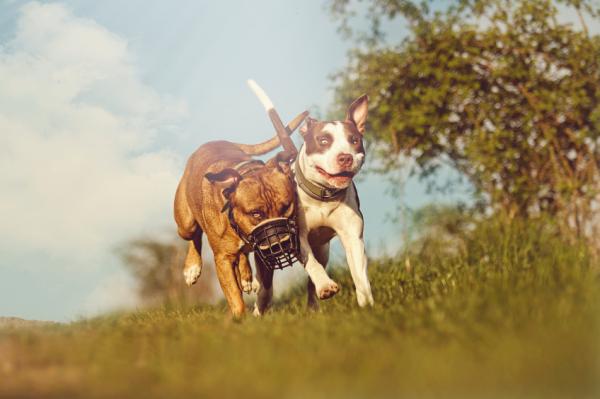 5 harjoitusta pitbull -koirille - 1. Juoksu 