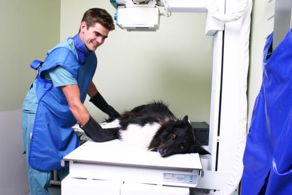 Henkitorven romahtaminen koirilla - oireet ja hoito - Miten diagnoosi tehdään?