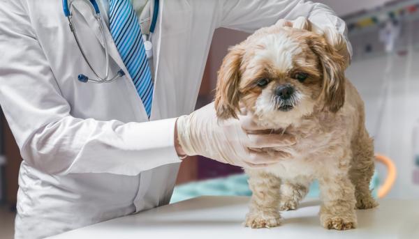 Henkitorven romahtaminen koirilla - Oireet ja hoito - Mitä hoitoa käytetään?