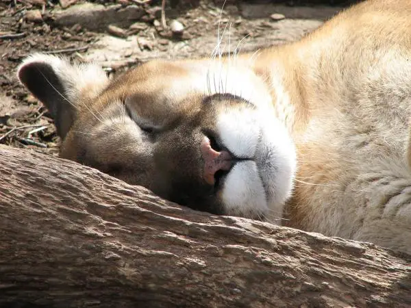Puuma ruokinta - Cougar elinympäristö