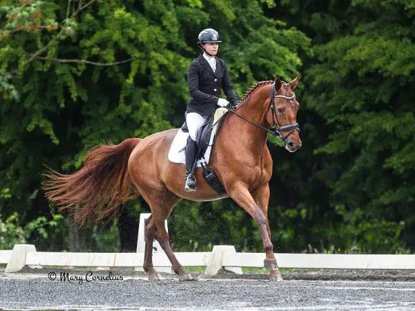 Parhaat esteratsastushevoset - Warmblood Selle Français