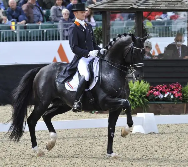 Parhaat esteratsastushevoset - KWPN Warmblood tai Dutch Warmblood