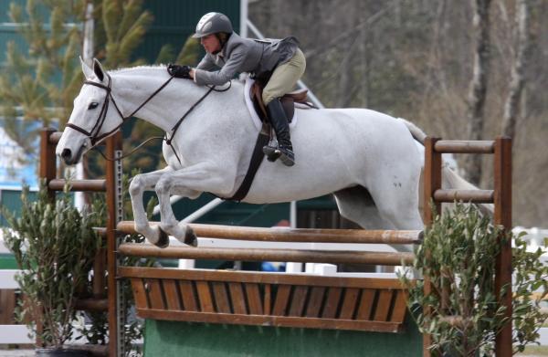 Parhaat esteratsastushevoset - Warmblood Holsteiner