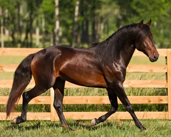 Parhaat hyppyhevoset - Lämminverinen Lusitano