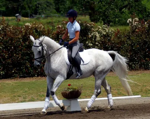 Parhaat esteratsastushevoset - Westphalian Warmblood