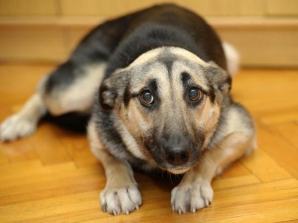 10 pelko -oireita koirilla - 3. kyyristynyt vartalo tai kumara asento