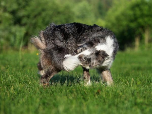 10 pelko -oireita koirilla - 10. Stereotypioita