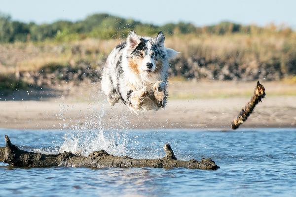 Kuinka paljon liikuntaa koiran pitäisi saada päivässä?  - Harjoitustyypit koirille