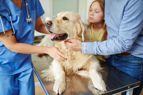 Kuinka havaita neurologiset ongelmat koirilla?  - Mitä minun pitäisi tehdä, jos koirallani on neurologisia ongelmia?