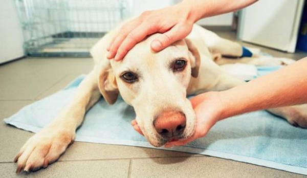 Kuinka havaita neurologiset ongelmat koirilla?  - 3. Kävelyhäiriöt
