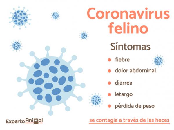 Kissan koronavirus - Oireet ja hoito - Kissan koronaviruksen oireet