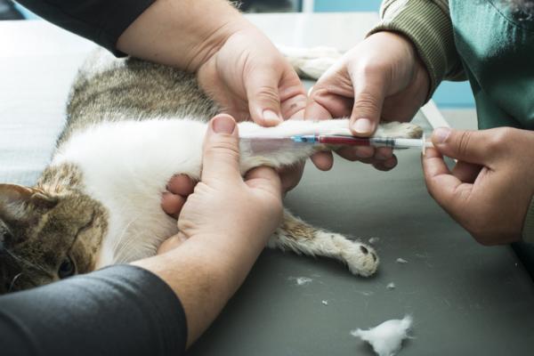 Kissan hengityselinsairaudet - Miten kissan hengityselinsairaudet diagnosoidaan?