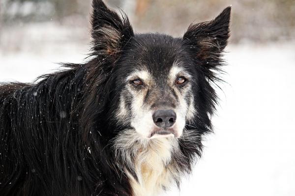 Miksi adoptoida vanhempi koira?  - 1. Rauhallisuus