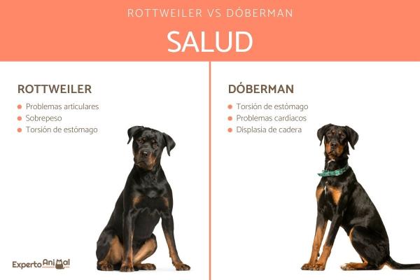 Dobermannien ja rottweilerien väliset erot - Doberman ja Rottweiler Health