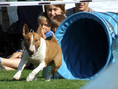 Harjoitus englantilaiselle bullterrierille - Ketteryys - Liikunta ja henkinen stimulaatio