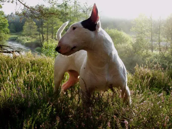 Harjoitus englantilaiselle bullterrierille - Canicross - voimakkaan liikunnan harjoitus