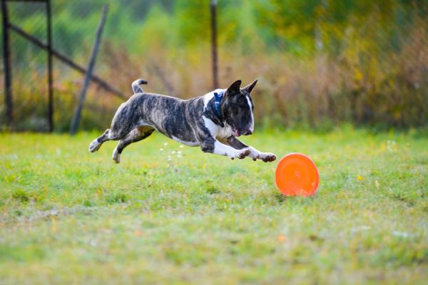 Harjoitus englantilaiselle bullterrierille - Pelit, joissa harjoitellaan englantilaista bullterrieriä