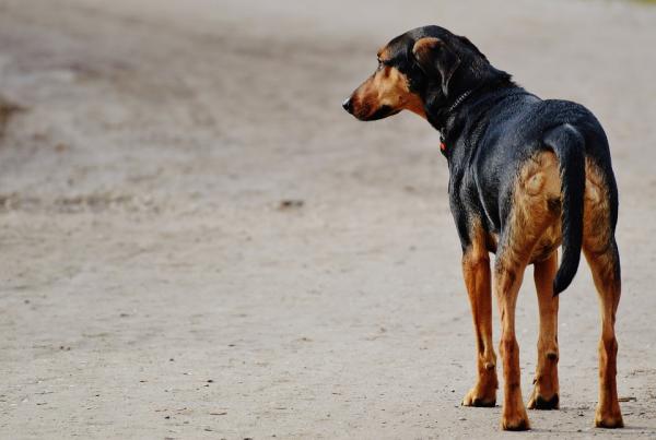 Hengityselinten sairaudet koirilla - keuhkoputkentulehdus 