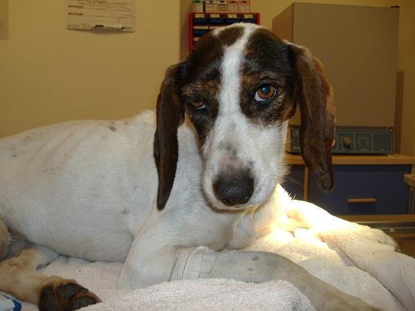Maksan enkefalopatia koirilla - Oireet ja hoito - Hepaattisen enkefalopatian hoito koirilla