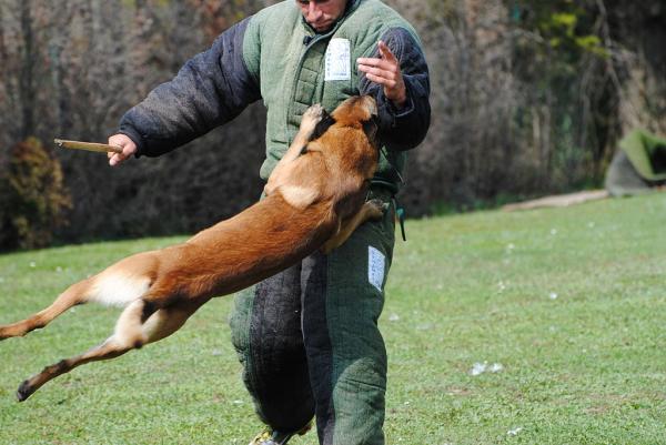 Schutzhund -koiran koulutus - Schutzhundin havaintoja