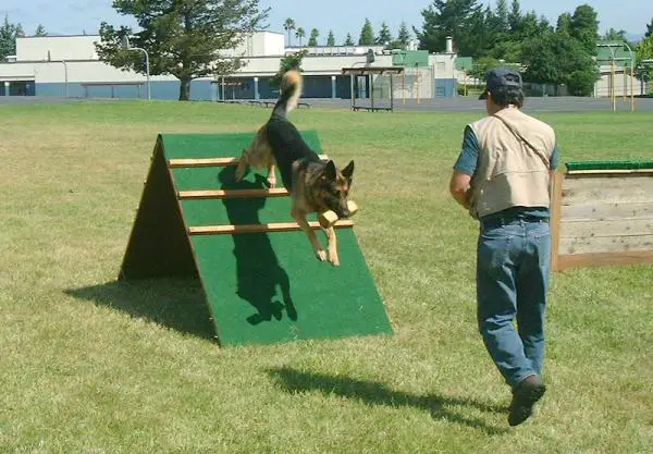 Schutzhund -koiran koulutus - Schutzhund -vaiheet