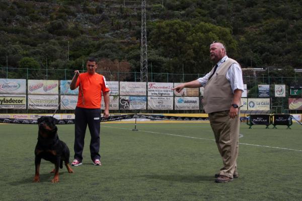 Rottweiler -koiran harjoitukset - Koulutus ja sosiaalistaminen ovat rottweilerille välttämättömiä harjoituksia 