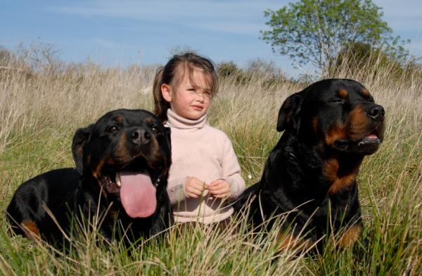 Harjoituksia rottweiler -koirille - 1. Päivittäiset kävelyretket