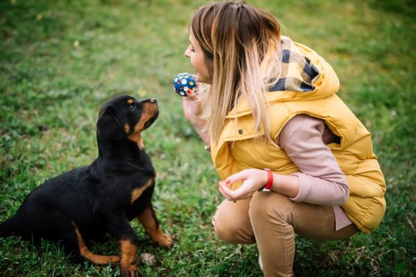 Harjoituksia rottweiler -koirille - Harjoituksia rottweiler -koirille 