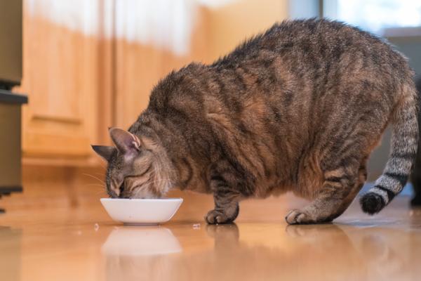 Mistä tietää, onko kissani lihava?  - Paras ruoka lihaville kissoille: ohjeet ja suositukset