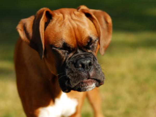 Käänteinen aivastelu koirilla - syyt, hoito ja hoito - koiran aivastelu